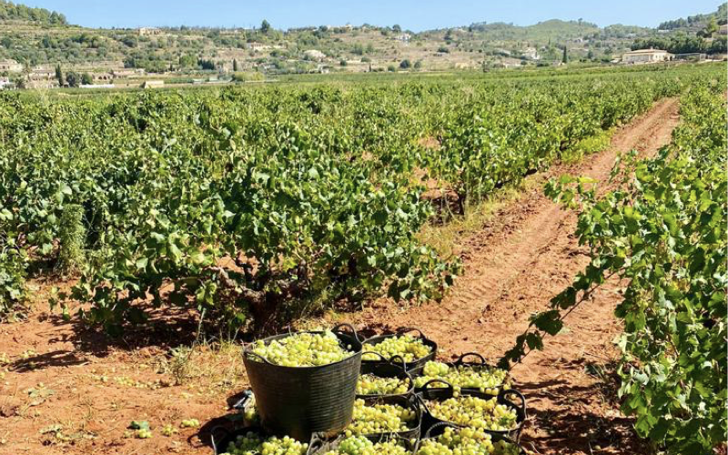 Wineries in Llíber valley